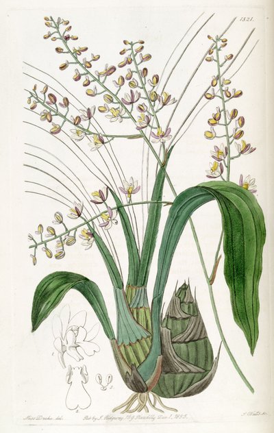 Graphorkis lurida oder Graphorchis lurida (als syn. Eulophia lurida) von Miss Drake